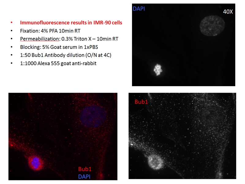 BUB1 Polyclonal antibody