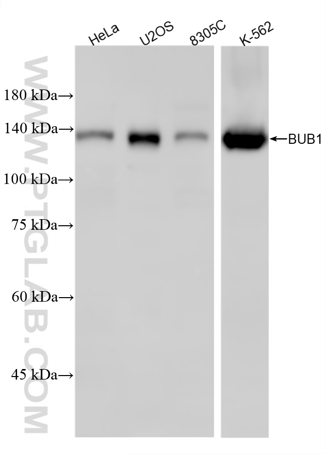 WB analysis using 86843-1-RR (same clone as 86843-1-PBS) WB analysis using 86843-1-RR (same clone as 86843-1-PBS)