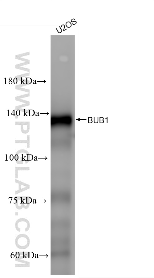 WB analysis of U2OS using 86843-4-RR WB analysis of U2OS using 86843-4-RR
