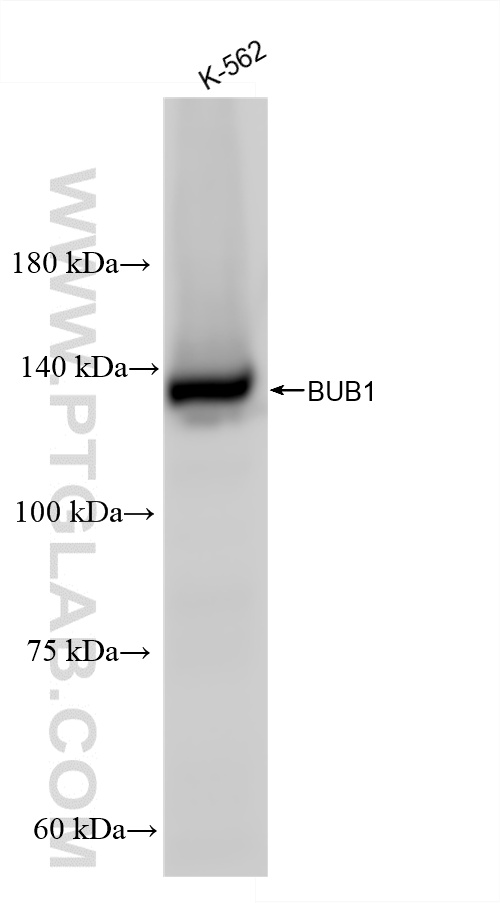 WB analysis of K-562 using 86843-4-RR WB analysis of K-562 using 86843-4-RR