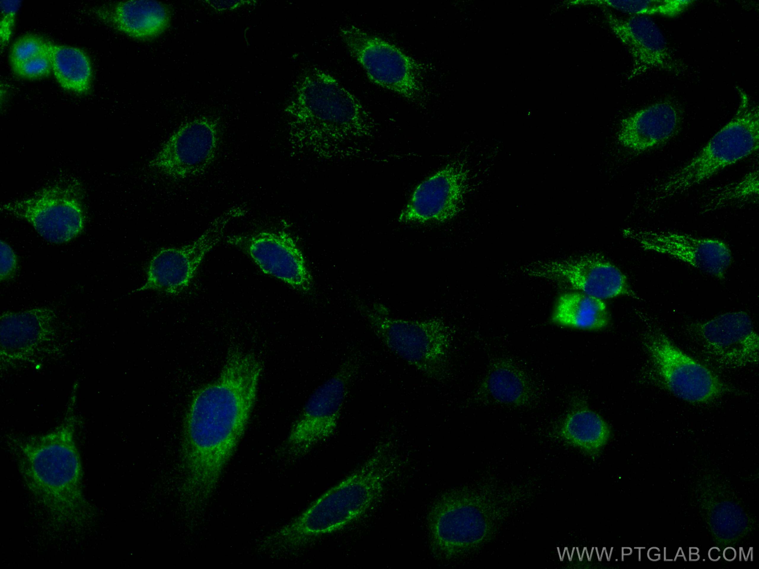 IF Staining of SKOV-3 using 11504-2-AP