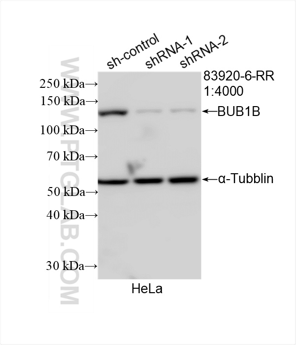 WB analysis of HeLa using 83920-6-RR (same clone as 83920-6-PBS)