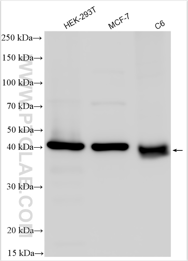 WB analysis using 27073-1-AP