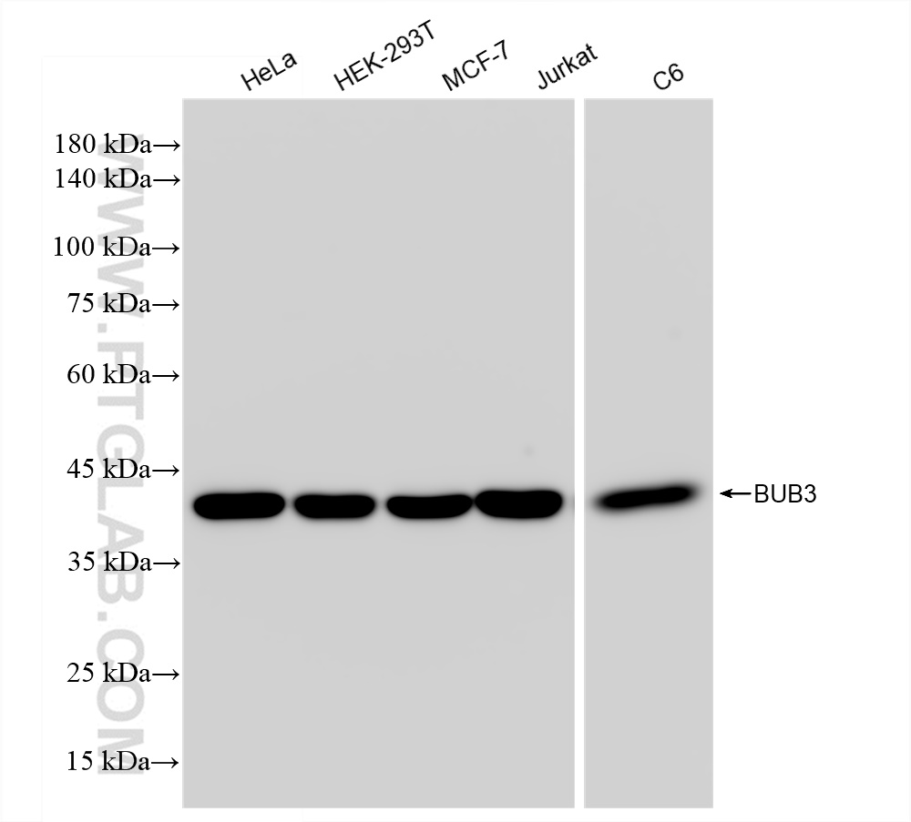 WB analysis using 83266-5-RR (same clone as 83266-5-PBS)