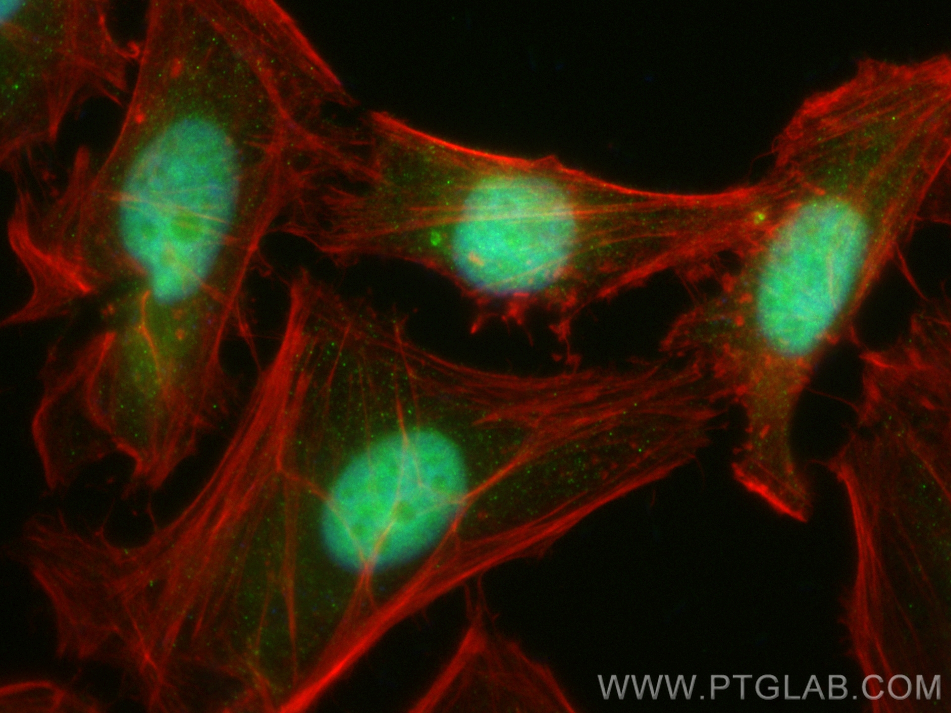 IF Staining of HeLa using CL488-83266-5