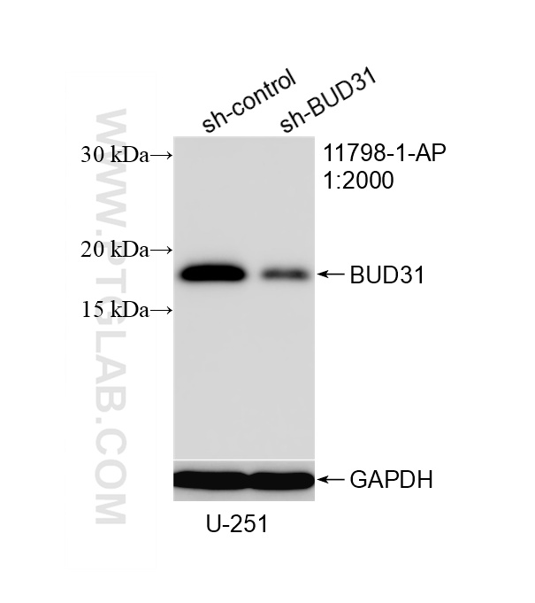 WB result of BUD31 antibody (11798-1-AP; 1:2000; incubated at room temperature for 1.5 hours) with sh-Control and sh-BUD31 transfected U-251 cells. WB analysis of U-251 using 11798-1-AP
