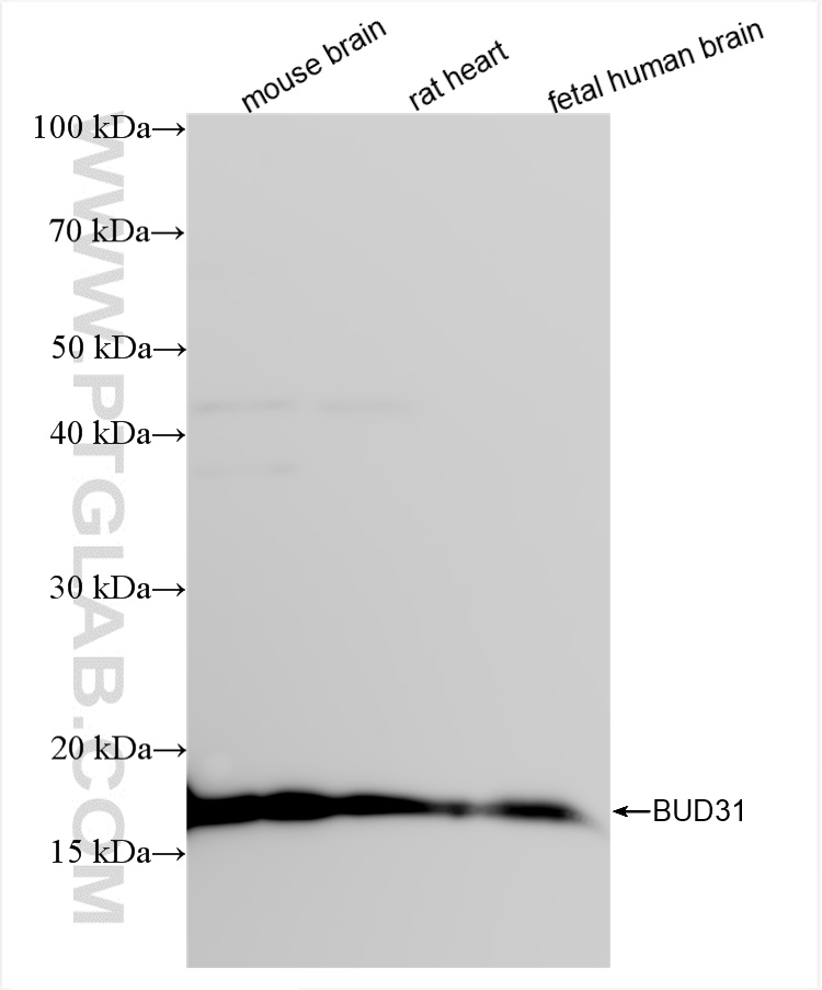 WB analysis using 85336-1-RR