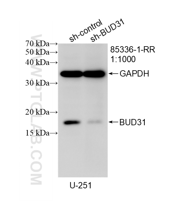 WB analysis of U-251 using 85336-1-RR