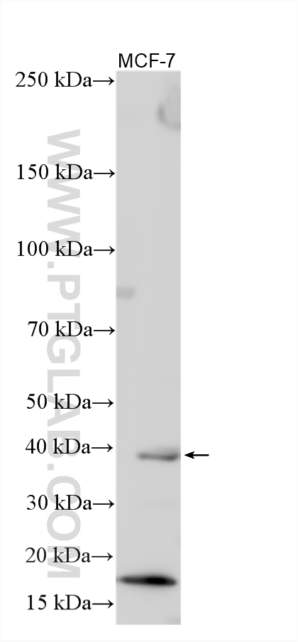 WB analysis using 12920-1-AP