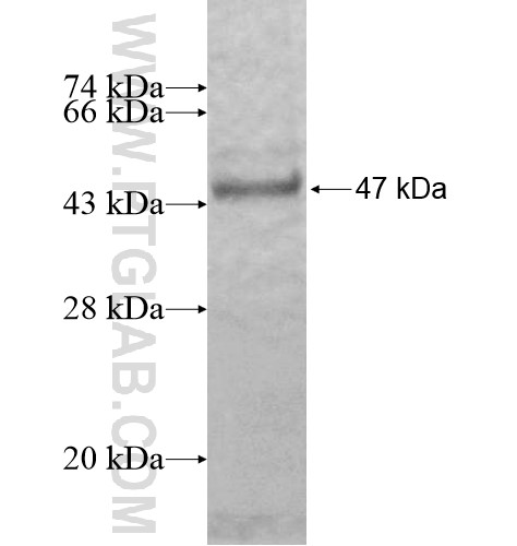 BXDC2 fusion protein Ag11660 SDS-PAGE