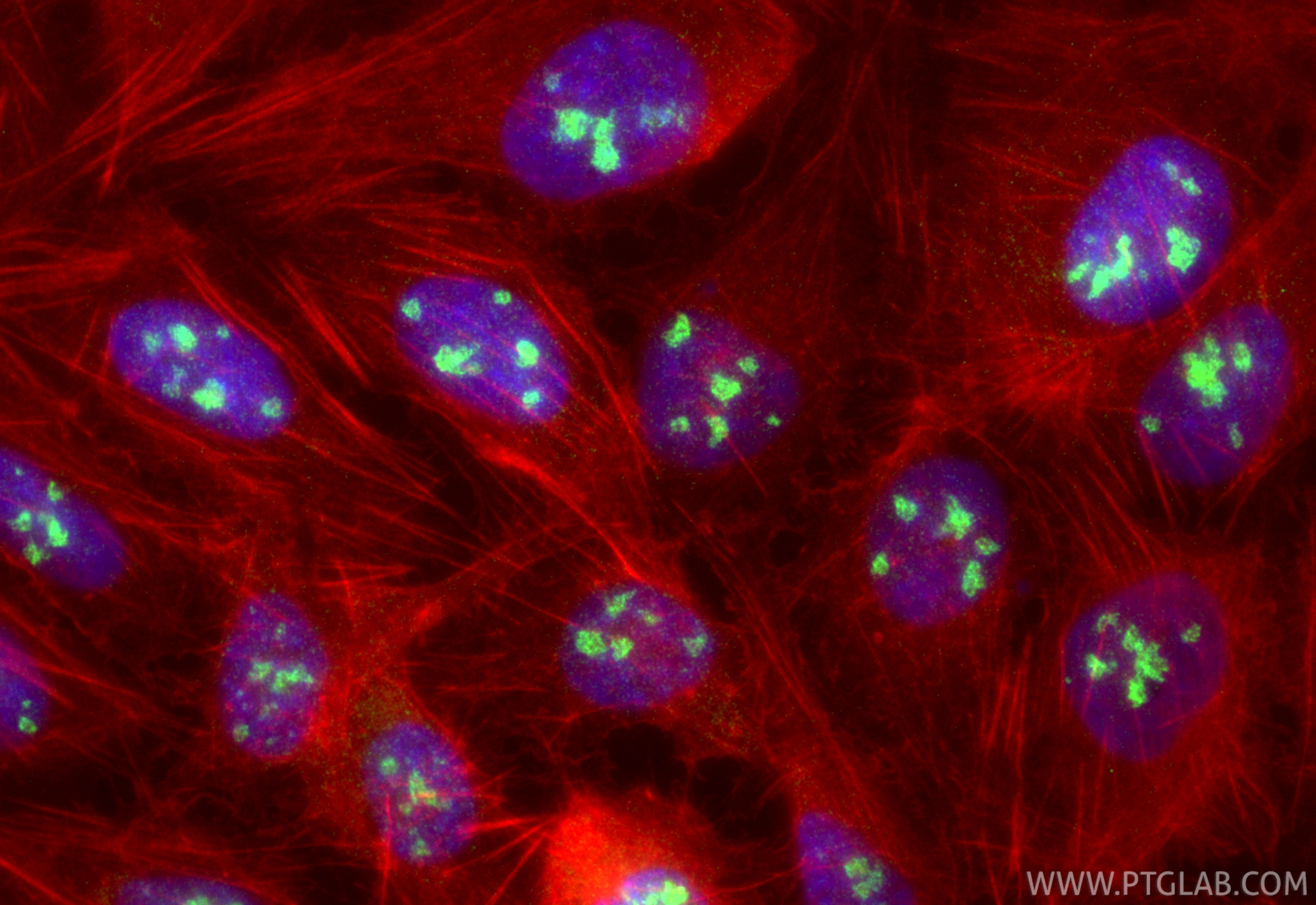 Immunofluorescent analysis of (4% PFA) fixed U2OS cells using BXDC5 antibody (33133-1-AP) at dilution of 1:800 and CoraLite®488-Conjugated Goat Anti-Rabbit IgG(H+L) (<a class='green' href='/productredirect?CatalogNo=SA00013-2' target='_blank'>SA00013-2</a>), CL594-Phalloidin (red). IF Staining of U2OS using 33133-1-AP