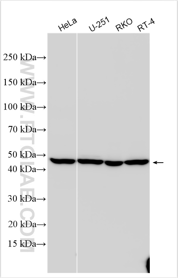 Various lysates were subjected to SDS PAGE followed by western blot with 33133-1-AP (BXDC5 antibody) at dilution of 1:10000 incubated at room temperature for 1.5 hours. WB analysis using 33133-1-AP