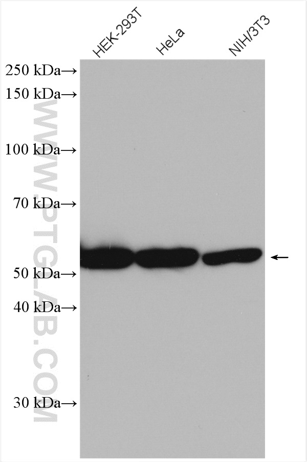 WB analysis using 28319-1-AP