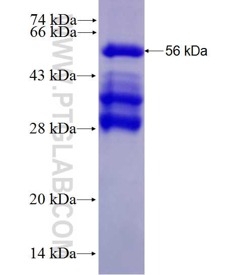 BYSL fusion protein Ag28077 SDS-PAGE