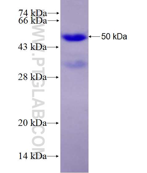 BZRAP1 fusion protein Ag28198 SDS-PAGE
