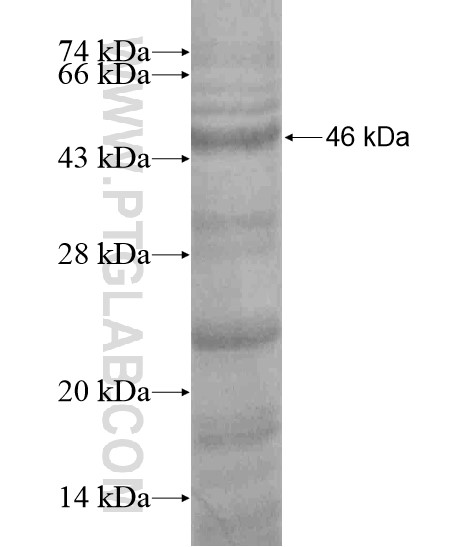 BZRAP1 fusion protein Ag20287 SDS-PAGE BZRAP1 fusion protein Ag20287 SDS-PAGE