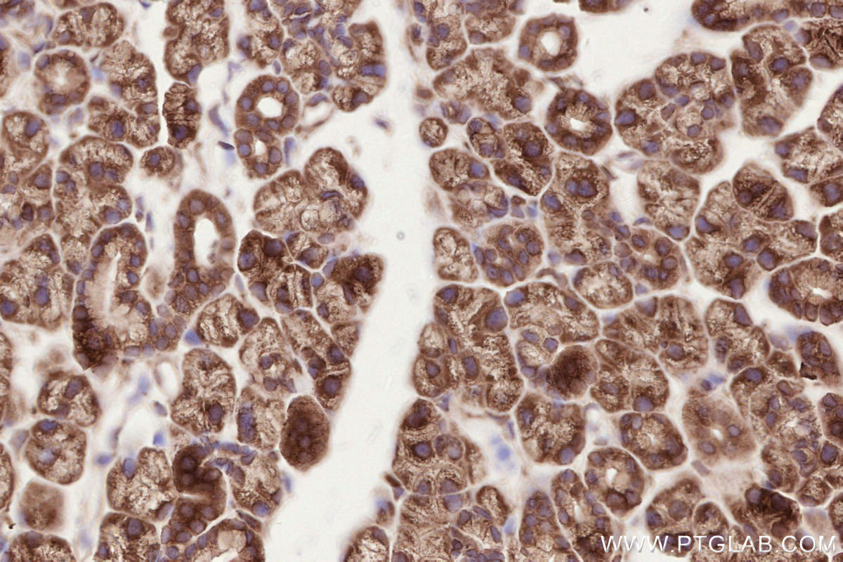 IHC staining of mouse salivary gland using 19917-1-AP