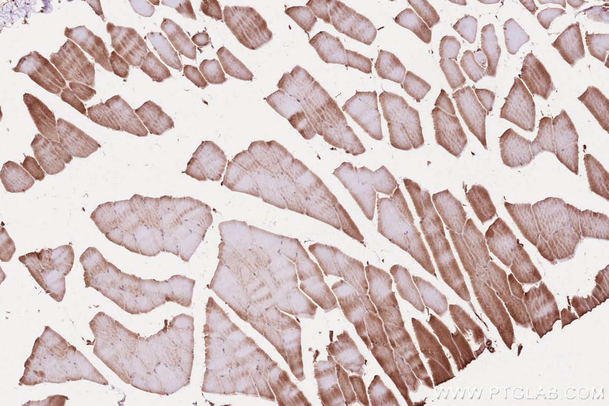 IHC staining of mouse skeletal muscle using 19917-1-AP