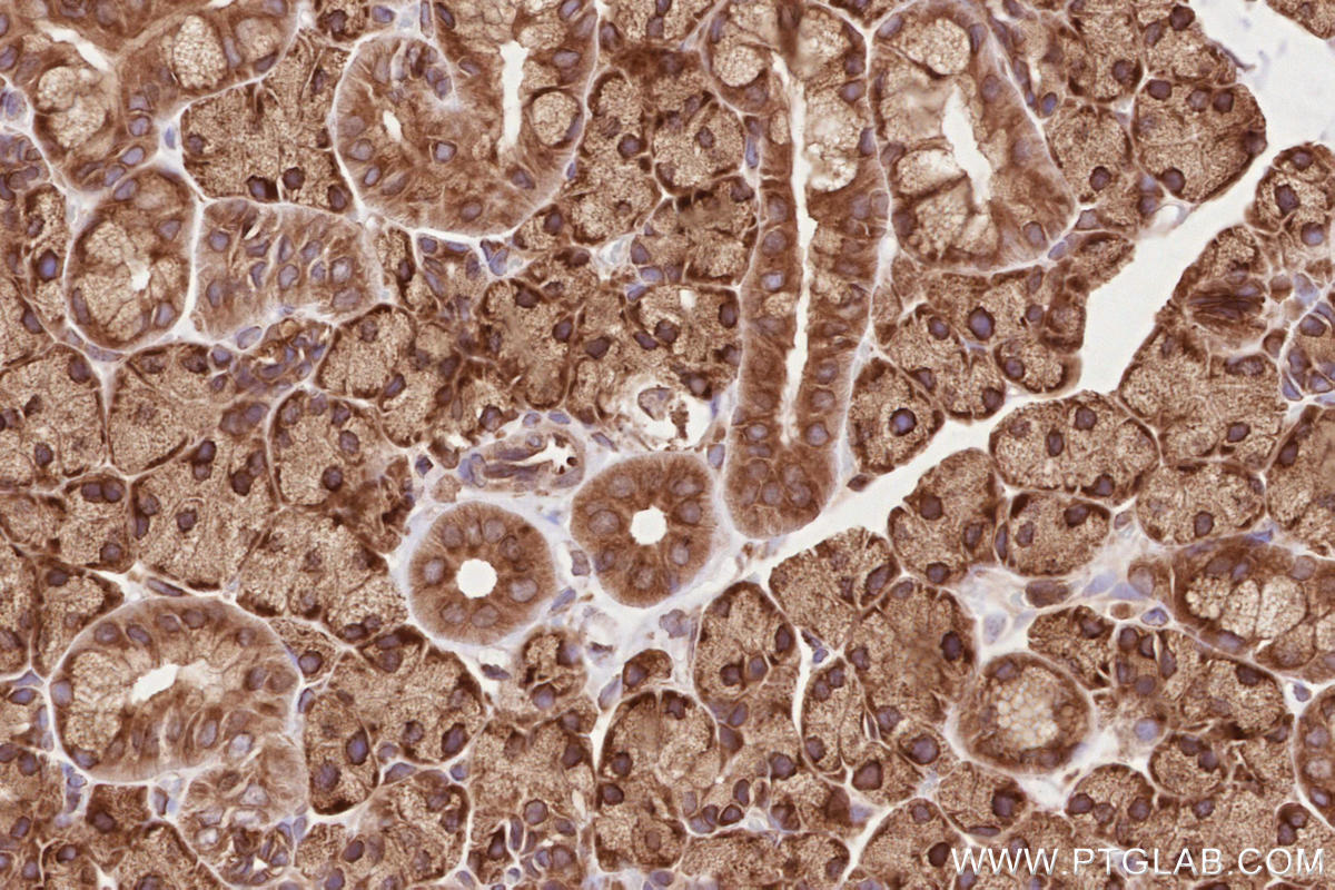 IHC staining of rat salivary gland using 19917-1-AP