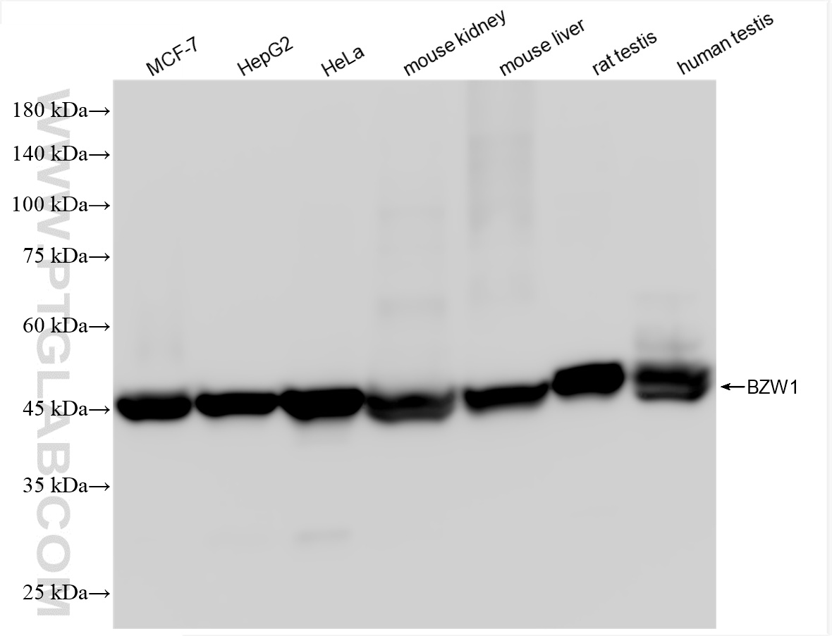WB analysis using 85655-1-RR (same clone as 85655-1-PBS)