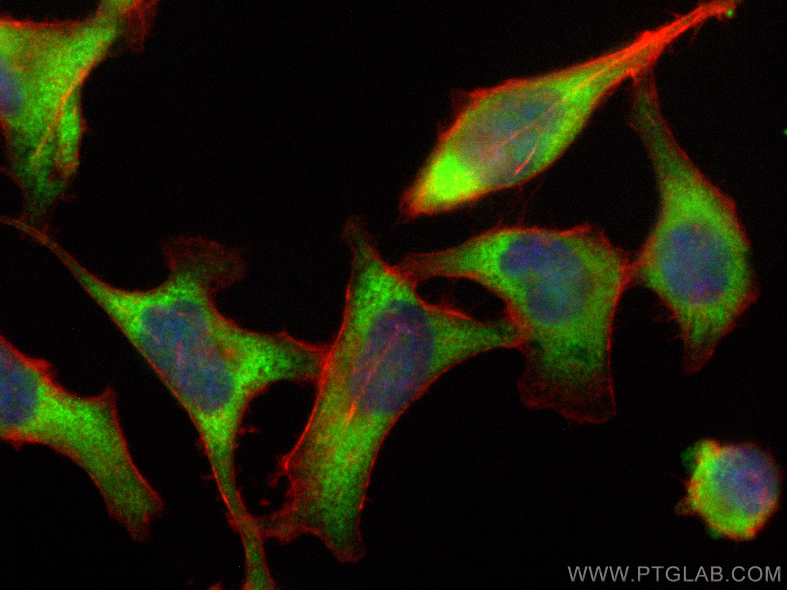 IF Staining of HeLa using CL488-19917