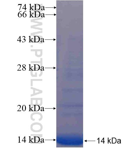 BZW2 fusion protein Ag14865 SDS-PAGE