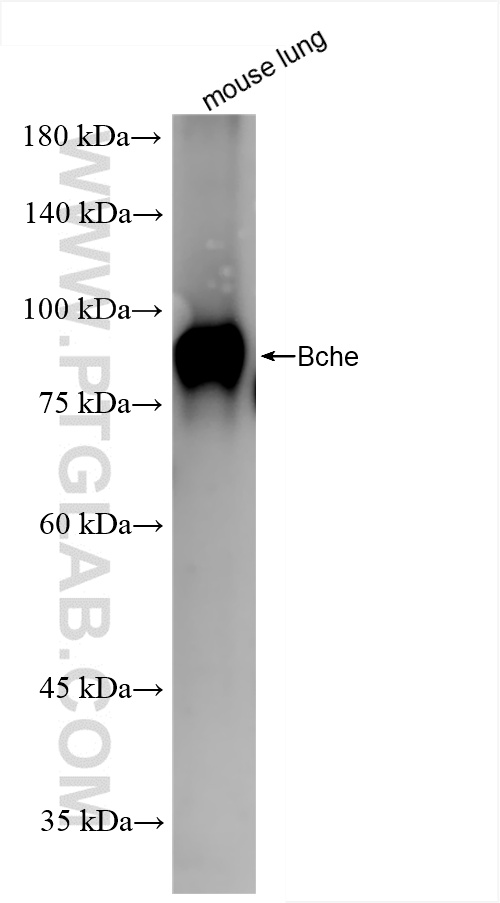WB analysis of mouse lung using 85722-4-RR (same clone as 85722-4-PBS)