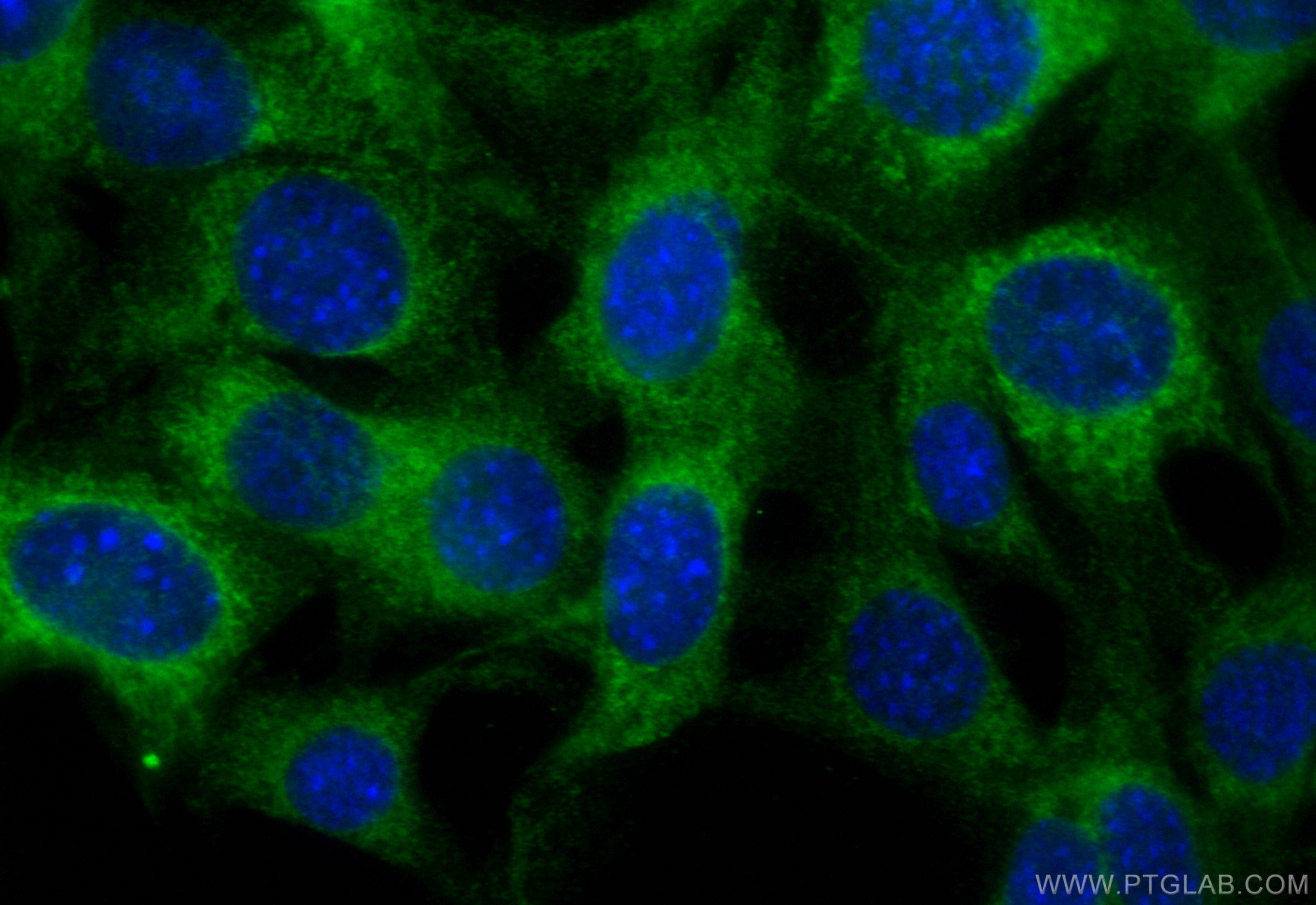 IF Staining of NIH/3T3 using CL488-26967