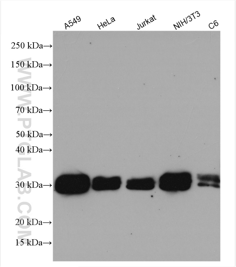 WB analysis using 10783-1-AP