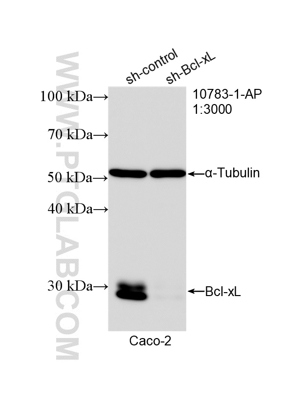 WB analysis of Caco-2 using 10783-1-AP