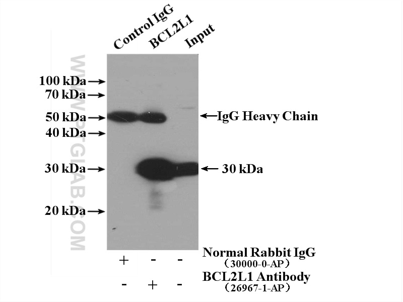 IP experiment of NIH/3T3 using 26967-1-AP