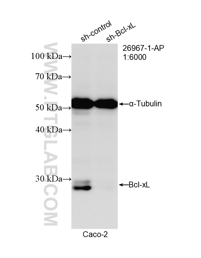 WB analysis of Caco-2 using 26967-1-AP
