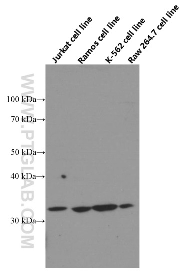 Bcl-XL Monoclonal antibody