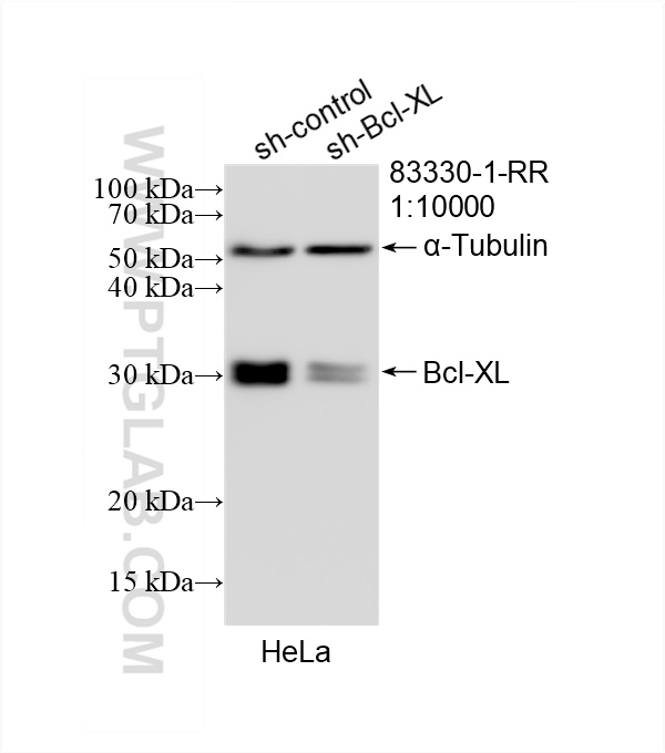 WB analysis of HeLa using 83330-1-RR (same clone as 83330-1-PBS)