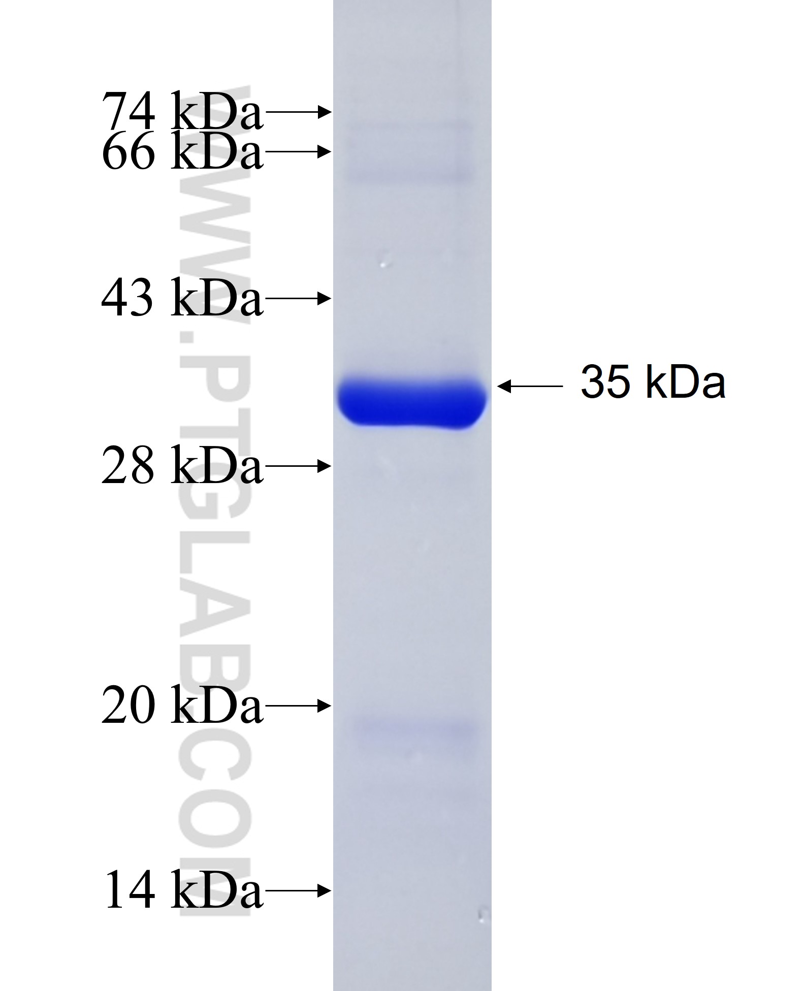 Bcl-xL fusion protein Ag18037 SDS-PAGE