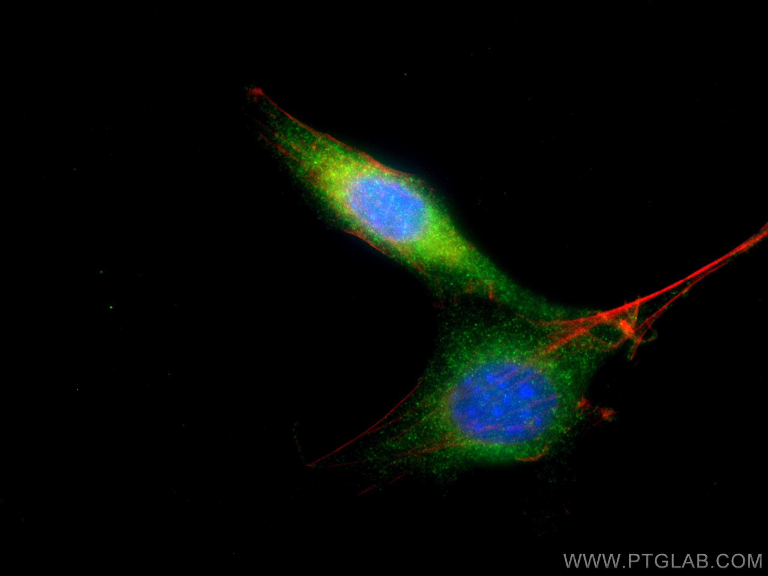 IF Staining of NIH/3T3 using 26593-1-AP