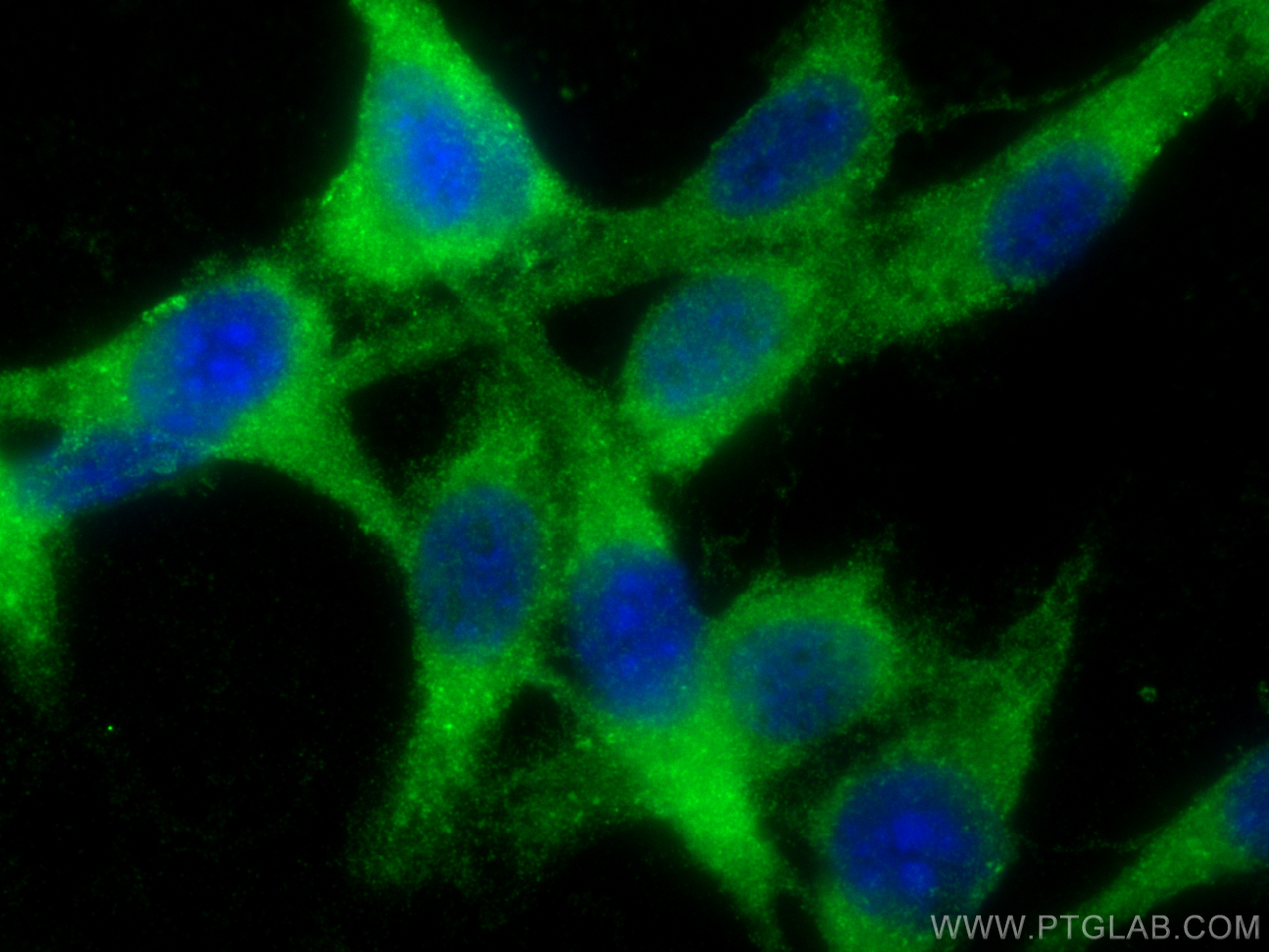 IF Staining of NIH/3T3 using 26593-1-AP