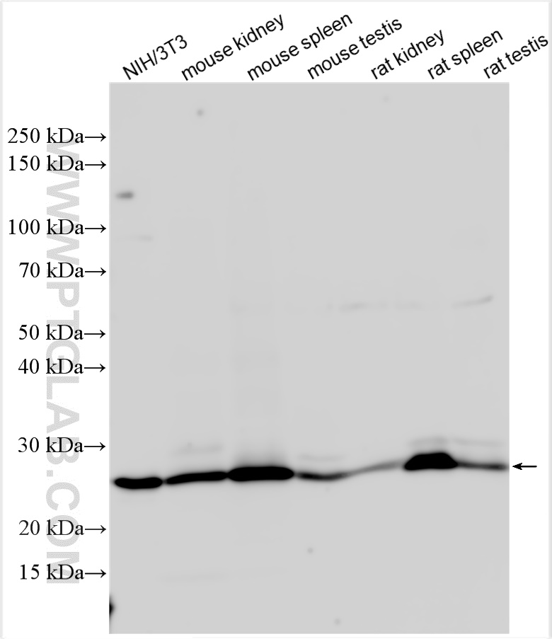 WB analysis using 26593-1-AP