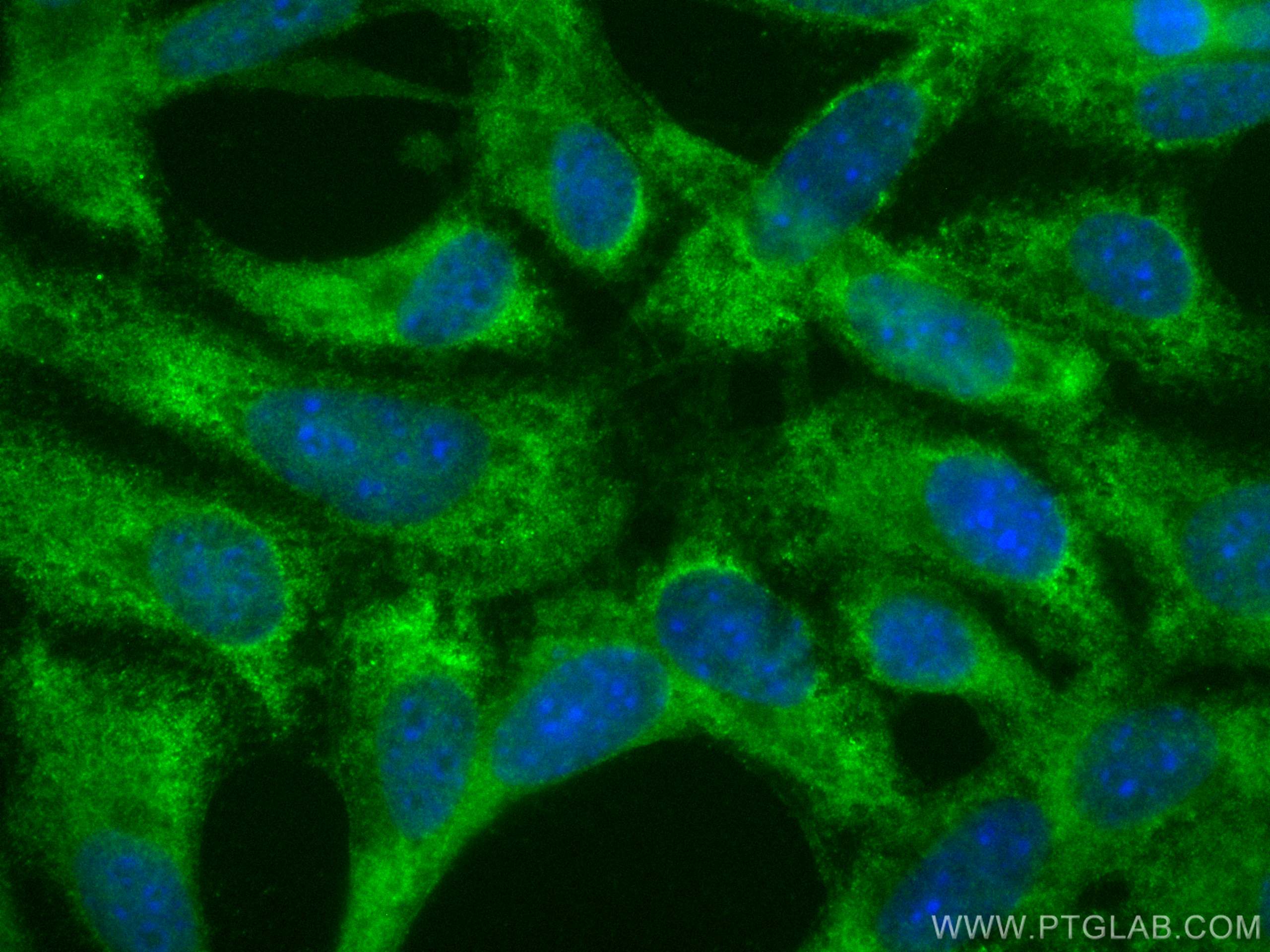 IF Staining of NIH/3T3 using CL488-26593