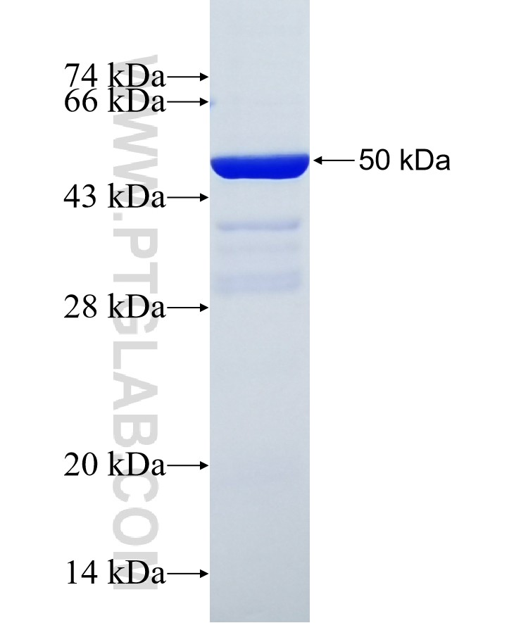 Bcl2 fusion protein Ag24260 SDS-PAGE