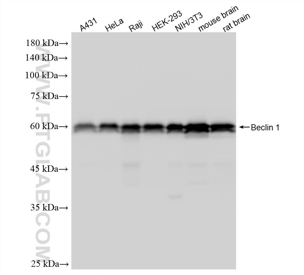 WB analysis using 87536-1-RR WB analysis using 87536-1-RR