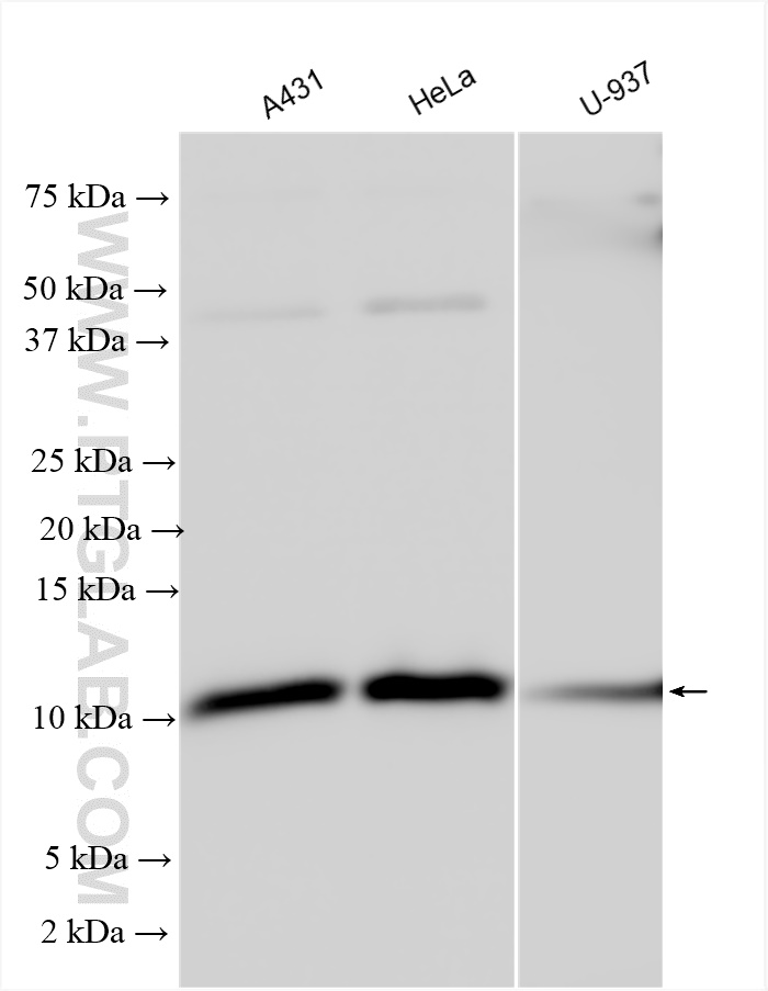 WB analysis using 30226-1-AP