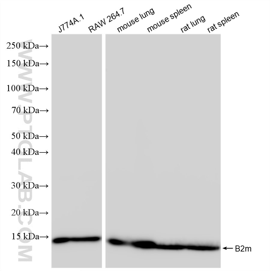 WB analysis using 85871-4-RR (same clone as 85871-4-PBS) WB analysis using 85871-4-RR (same clone as 85871-4-PBS)