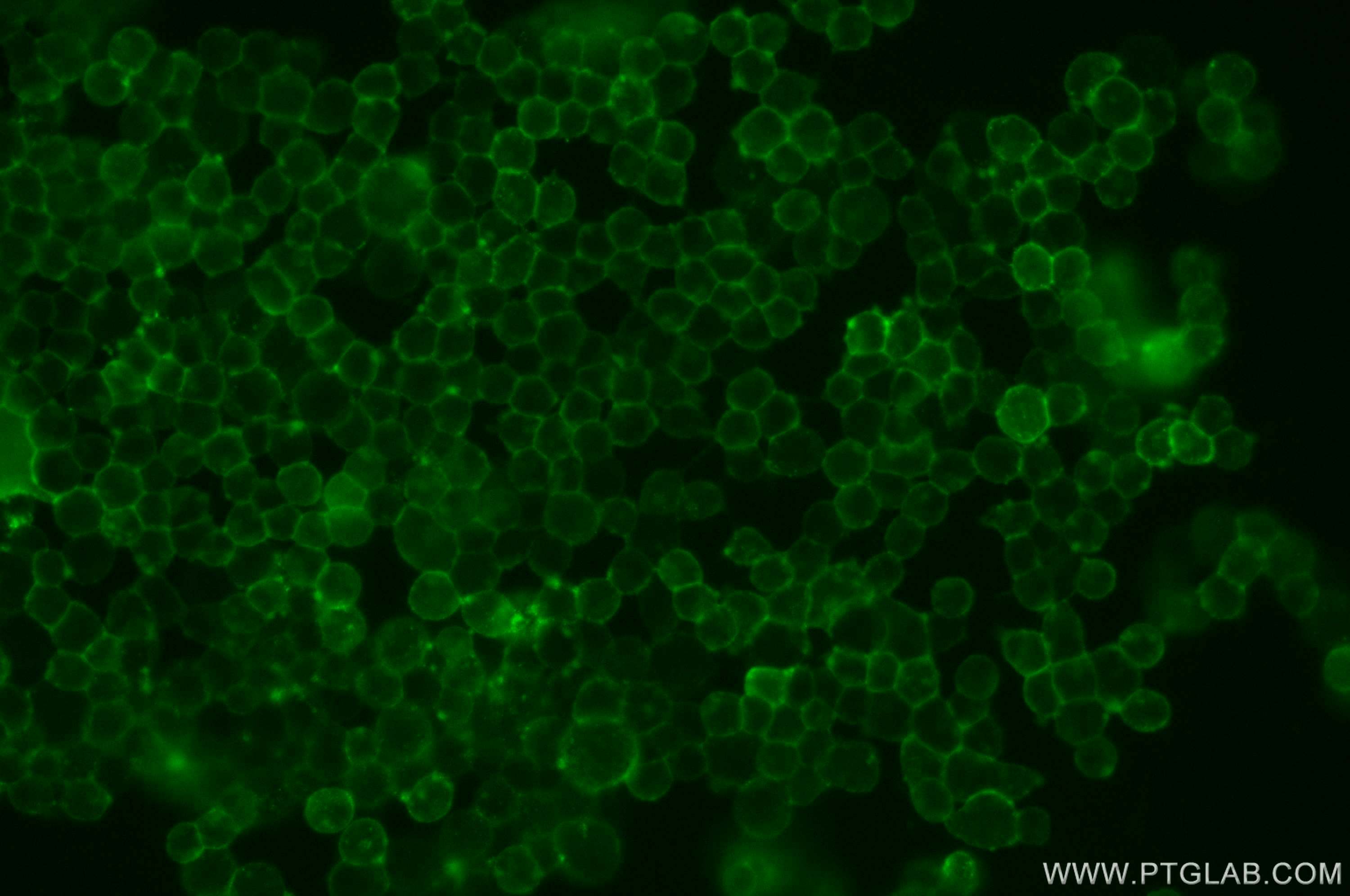 IF Staining of NCCIT using CL488-13511