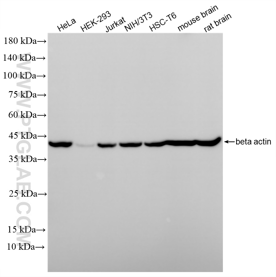 WB analysis using 81119-1-RR (same clone as 81119-1-PBS)