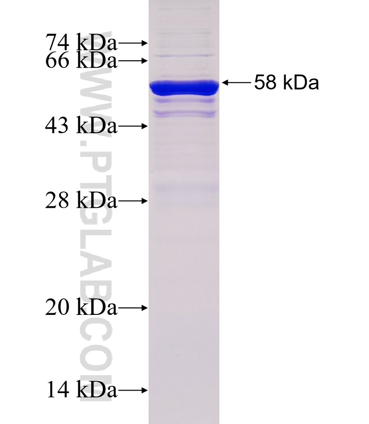 Beta Arrestin 2 fusion protein Ag0227 SDS-PAGE