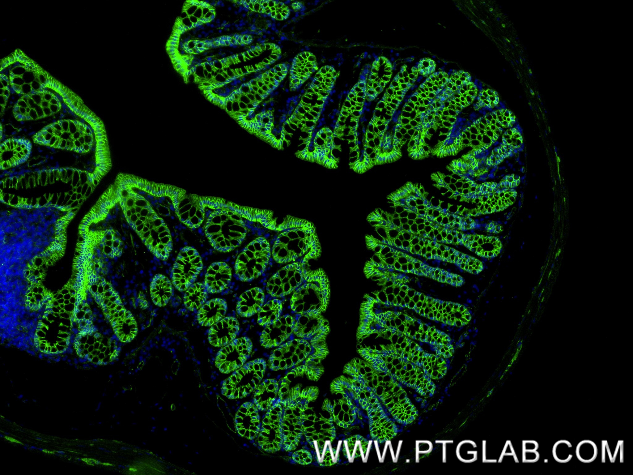 IF Staining of mouse colon using 80488-1-RR