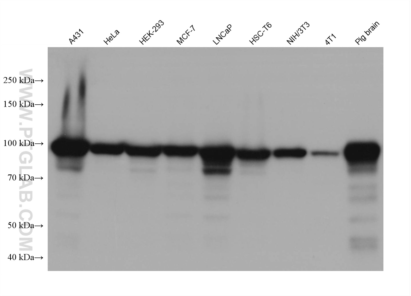 WB analysis using 80488-1-RR (same clone as 80488-1-PBS)