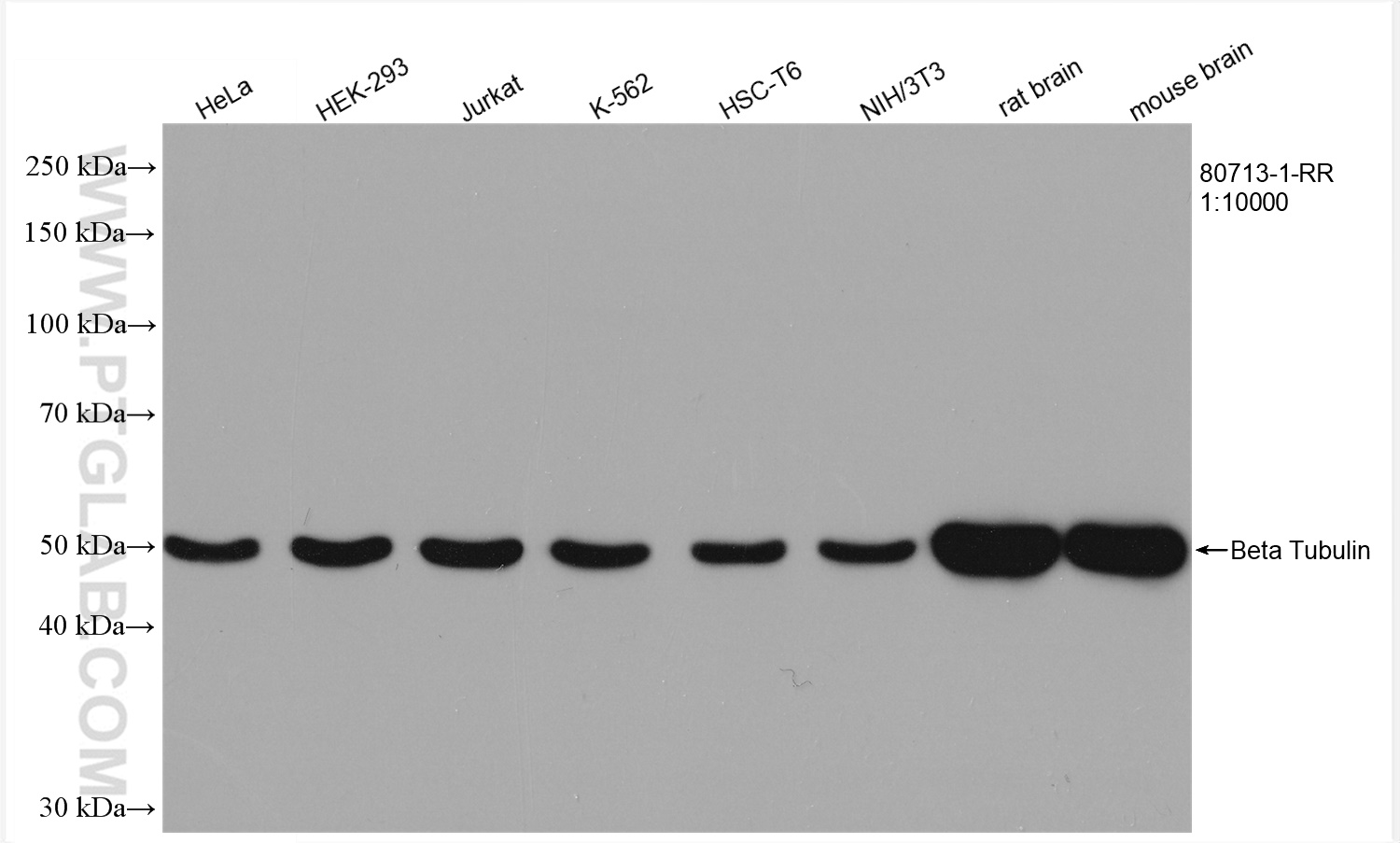 WB analysis using 80713-1-RR (same clone as 80713-1-PBS)