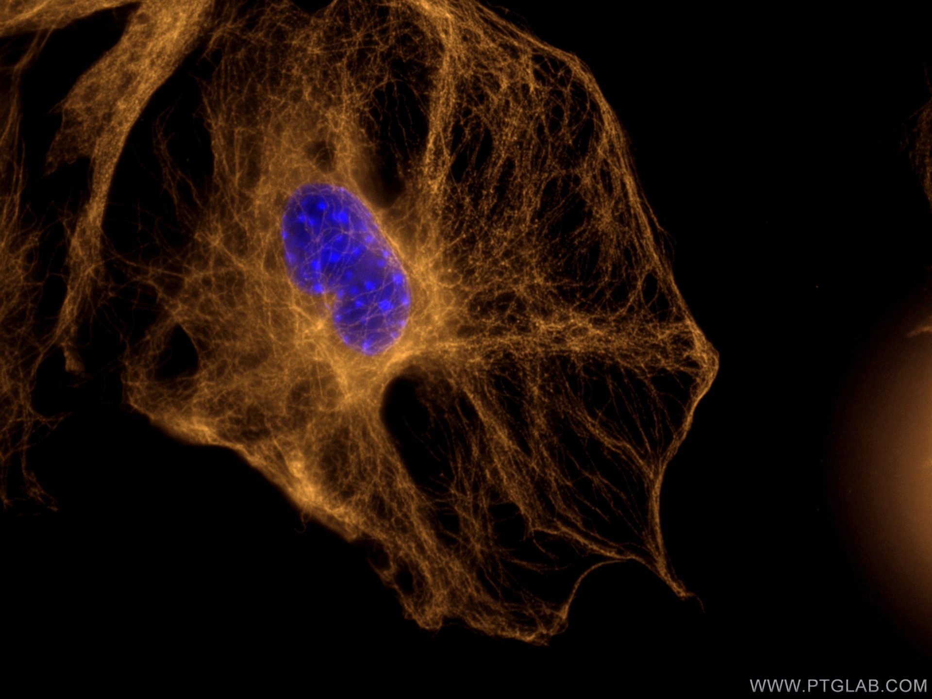 IF Staining of C2C12 using CL555-80713